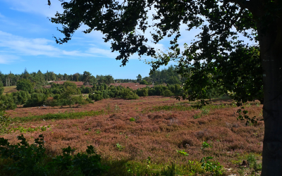 Verslingerd aan Salland afbeelding